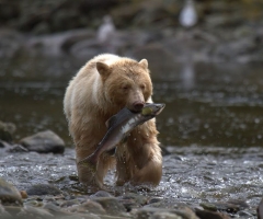 Rare “Spirit Bear,” Great Bear Rainforest, credit Spirit Bear Lodge
