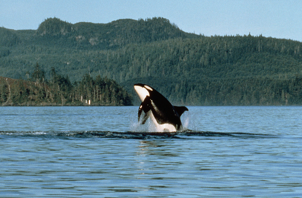 Even killer whales like to frolic, credit Destination BC