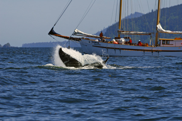 On an adventure tour charter near Haida Gwaii, photo courtesy Kevin J. Smith/Maple Leaf Adventures On an adventure tour charter near Haida Gwaii, photo courtesy Kevin J. Smith/Maple Leaf Adventures