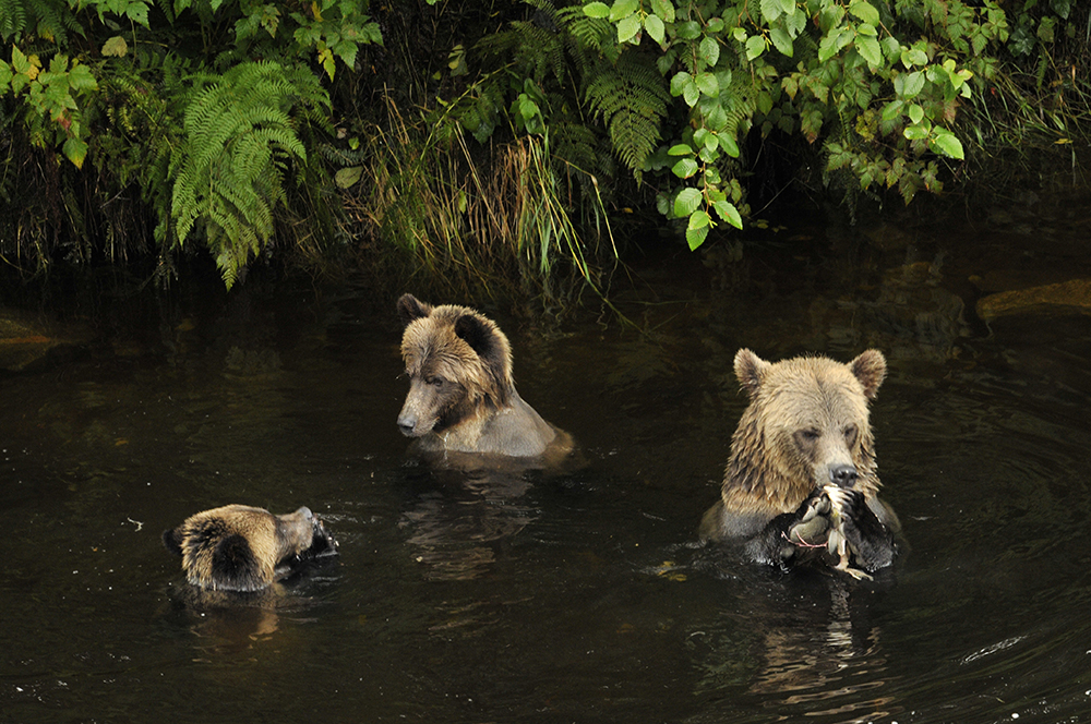 Why the three bears didn't eat their porridge, credit Robert Scriba