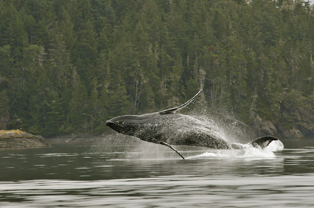 I’m a porpoise, I’m a whale, I’m a porpoiseful whale, Knight Inlet Lodge, credit Robert Scriba