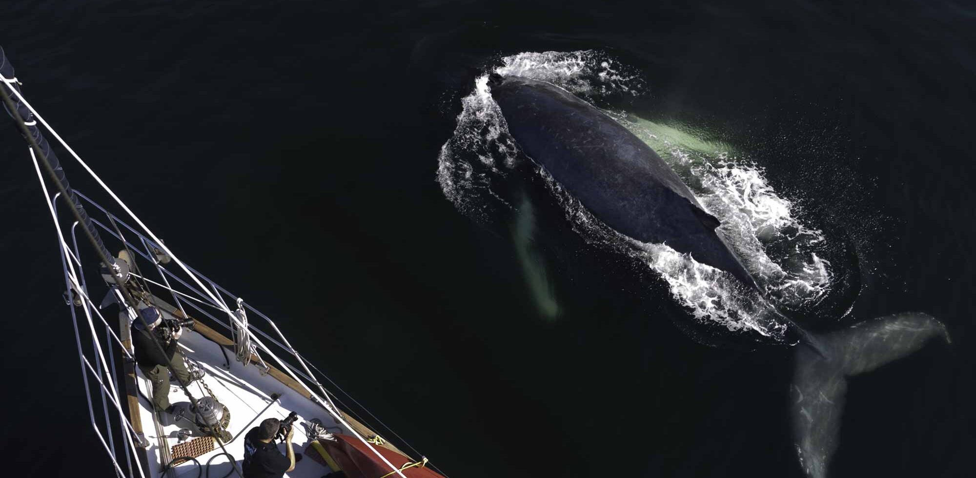 Ocean Light | Humpback Whale