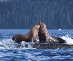 Destination BC-Tom Ryan-NorthernBritishColumbia.jpg