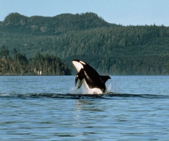 Even killer whales like to frolic, credit Destination BC