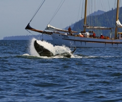 On an adventure tour charter near Haida Gwaii, photo courtesy Kevin J. Smith/Maple Leaf Adventures