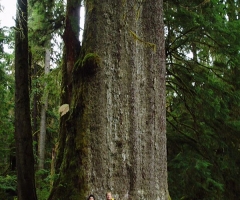 Haida  Gwaii Natural Resource District-5.jpg
