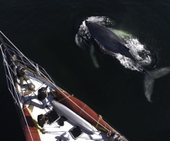 Ocean Light-Humpback Whale.jpg