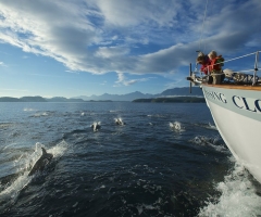 Outer Shores Expeditions-dolphins on bow.jpg
