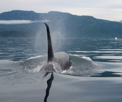 Pacific Yellowfin-Desolation Sound- Killer Whales 3.jpg