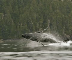 I’m a porpoise, I’m a whale, I’m a porpoiseful whale, Knight Inlet Lodge, credit Robert Scriba
