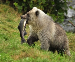 No, I am not sharing, Knight Inlet Lodge, credit Robert Scriba