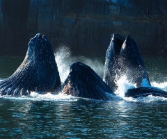 We hate to say goodbye, credit Tourism Prince Rupert