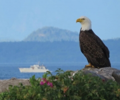 Eagle Close Up - credit Marsha Bird