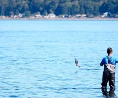 Fall Chinook Run