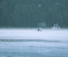 Orcas in Discovery Channel