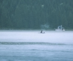 Orcas in Discovery Channel