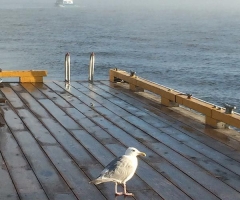 Seagull and boat in the fog at Painters - credit RJ Rabb