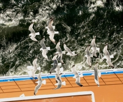 Seagulls in Flight - credit Julie Collis