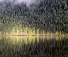 Trees at Roberts Lake - credit Derek Fisher