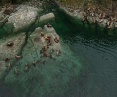 Sea Lion chorus