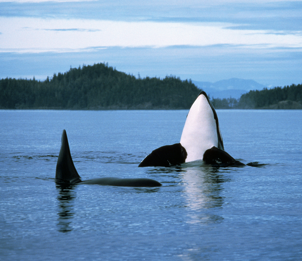 Orcas (aka killer whales), credit DestinationBC