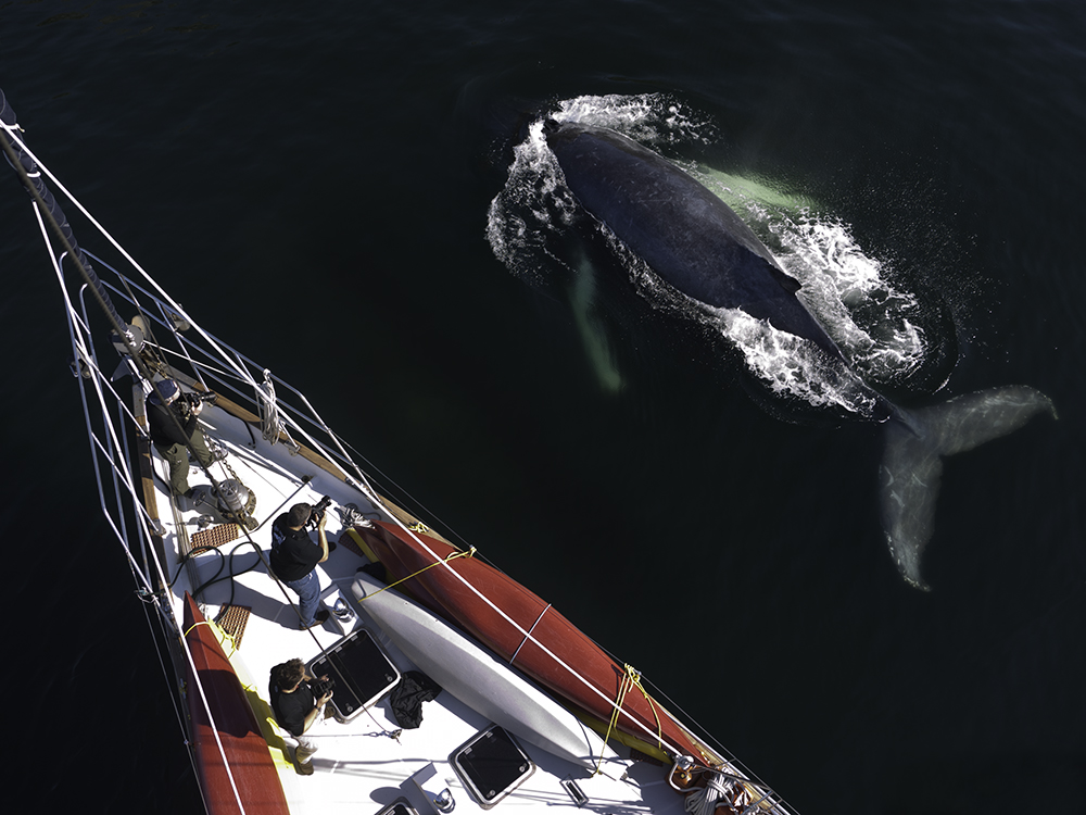 Ocean Light Humpback Whale