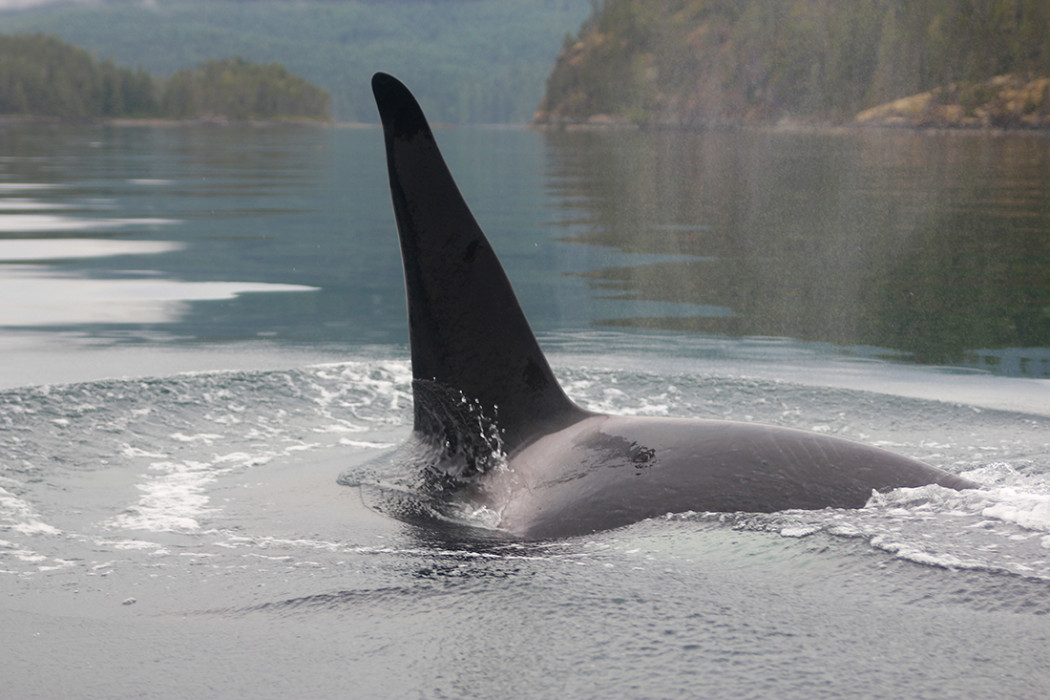 Killer whale in Desolation Sound, credit Pacific Yellowfin