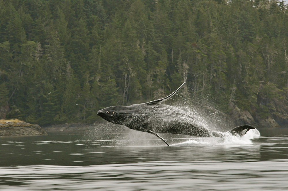 Be a whale safe boater and keep your distance when you see a whale breaching like this humpback. Credit Robert Scriba.