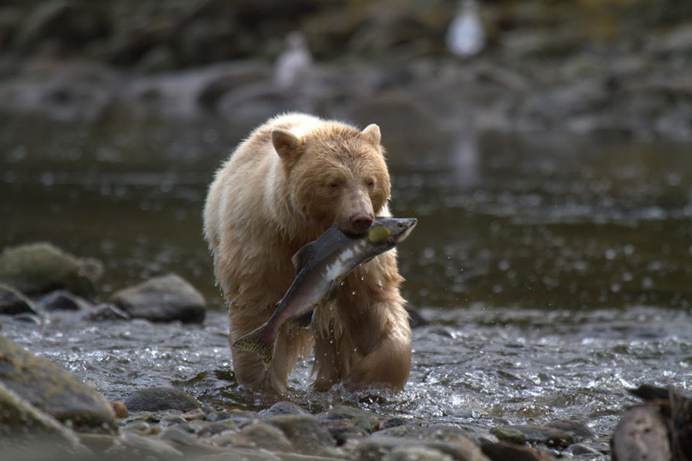 Please catch only what you can eat, credit Spirit Bear Lodge