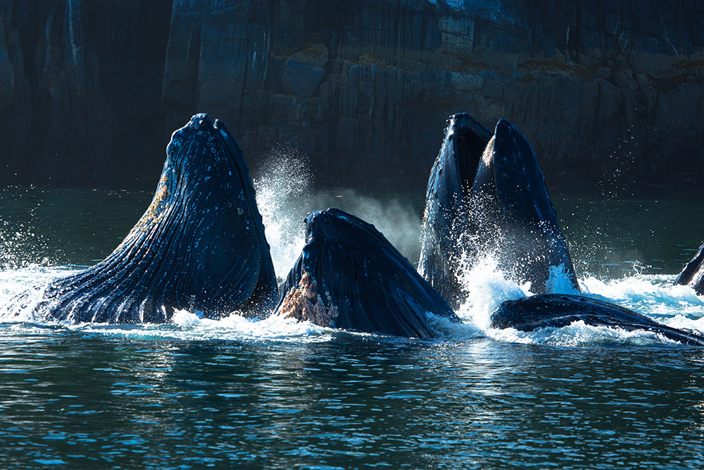 whale of a time, credit Tourism Prince Rupert