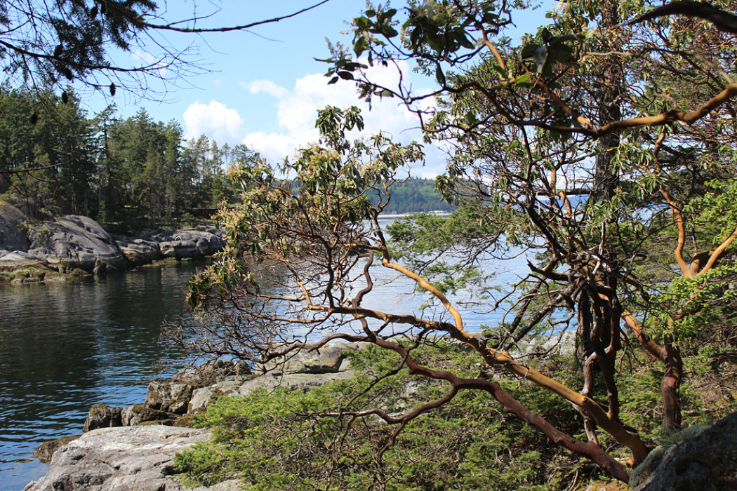 Smuggler Cove Provincial Marine Park – The Arbutus Tree