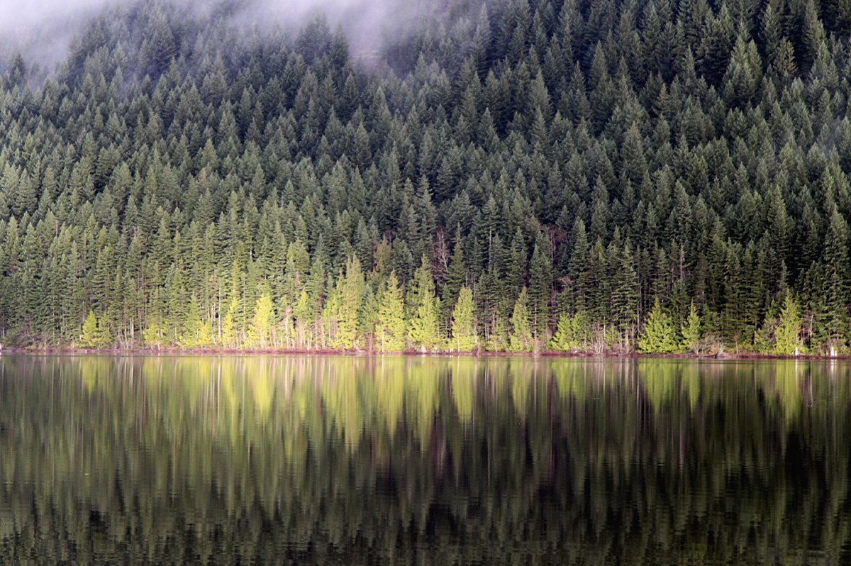 Credit - Derek Fisher - Trees at Roberts Lake.jpeg » AHOY British Columbia