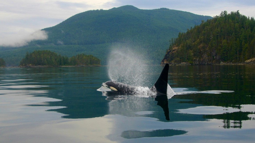 member of resident Orca population