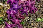 small starfish - Gallery