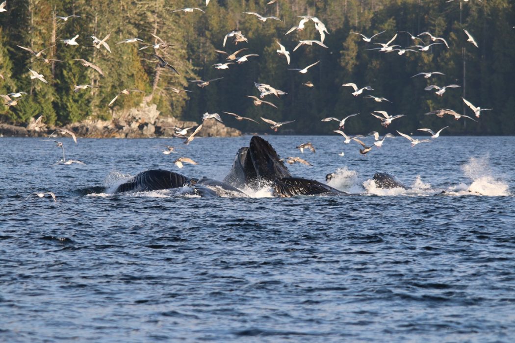 humpback whales bubblenetting herring