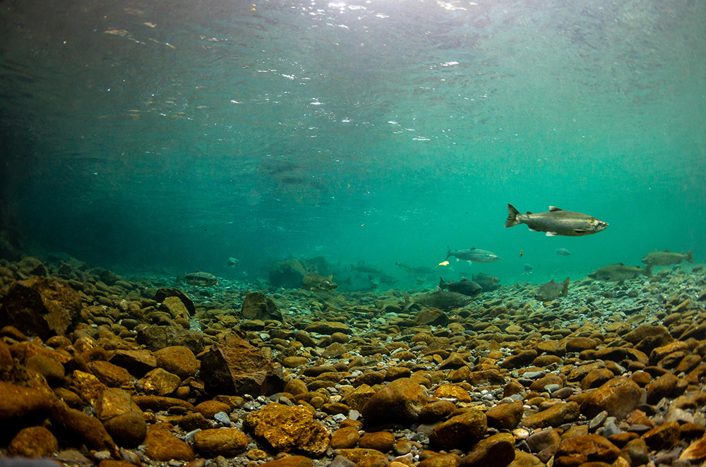 snorkelling with salmon in bc