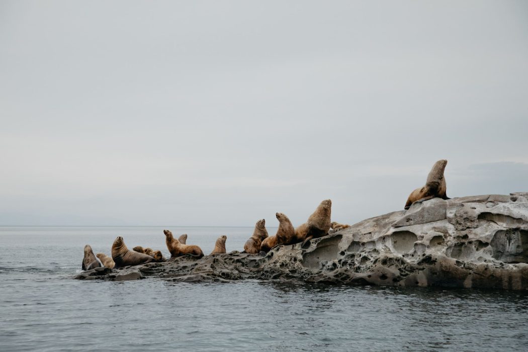 The sea lion migration on Galiano