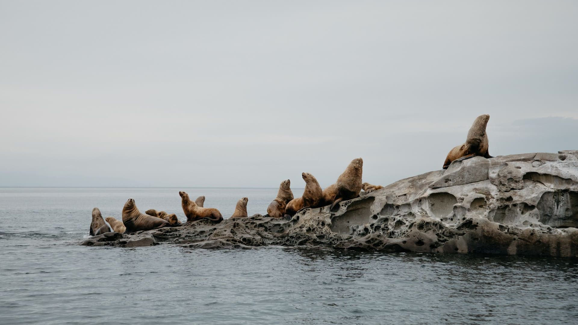 The sea lion migration on Galiano