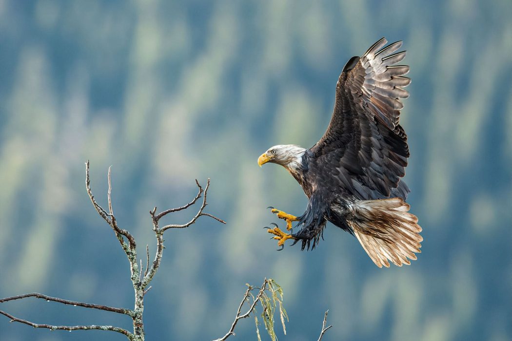 Bald Eagle about to land in tree