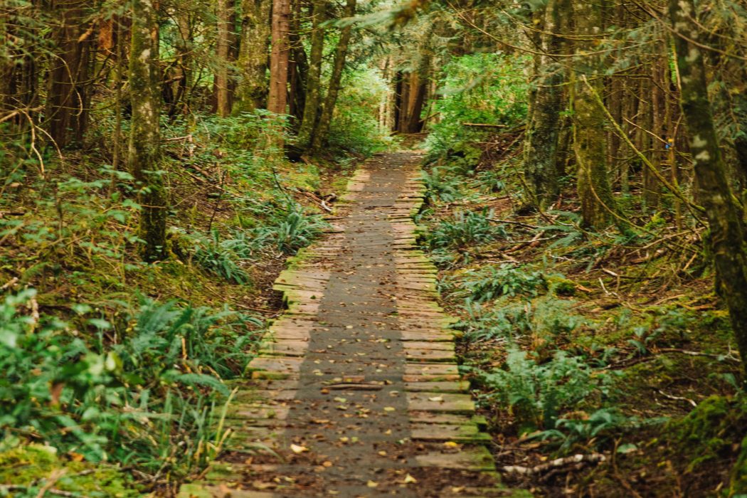 Forest Boardwalk - Vancouver Island North