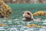 grizzly in water vint - Gallery