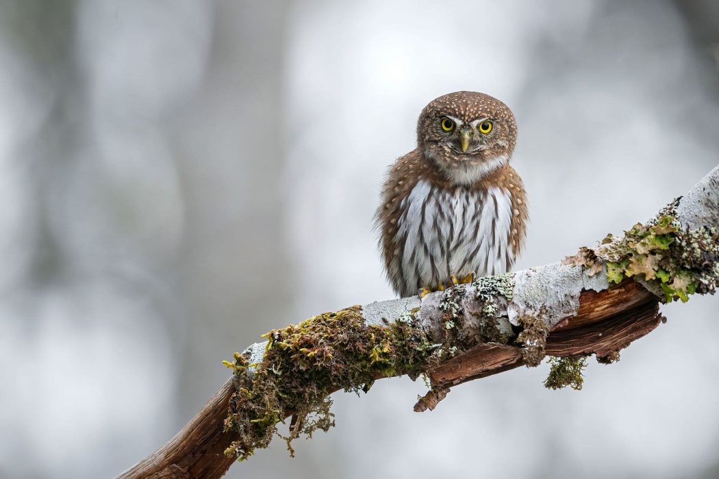 Pygmy Owl - Vancouver Island North