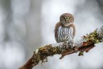 pygmy owl vint - Gallery