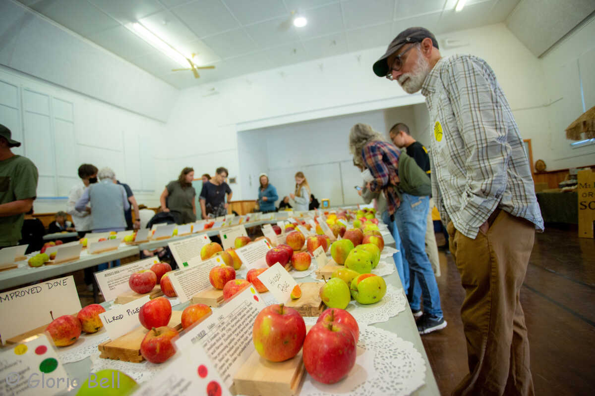 Salt Spring Apple Festival » AHOY British Columbia