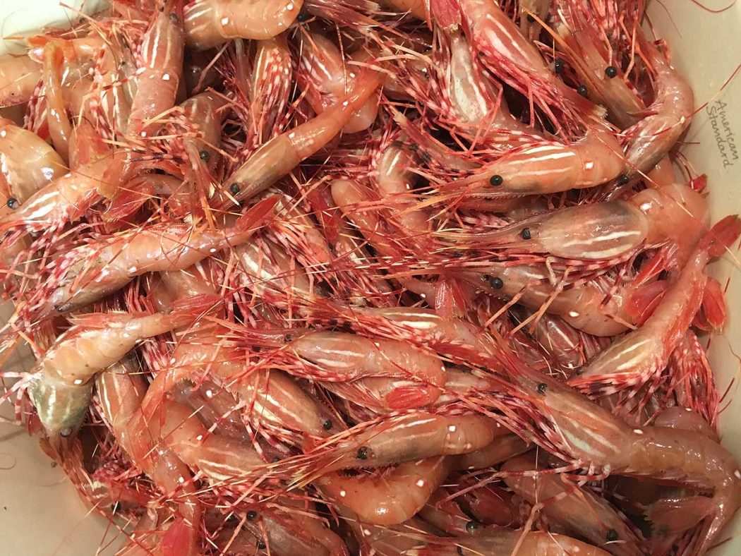 Shrimp haul