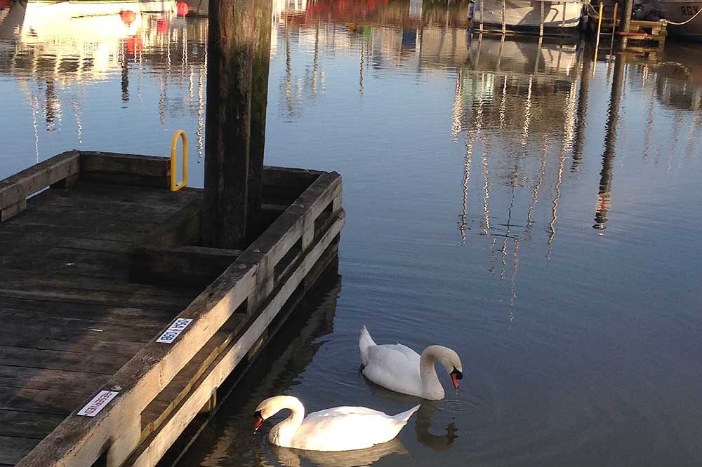 Swans in Steveston