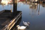 Swans in Steveston - Gallery