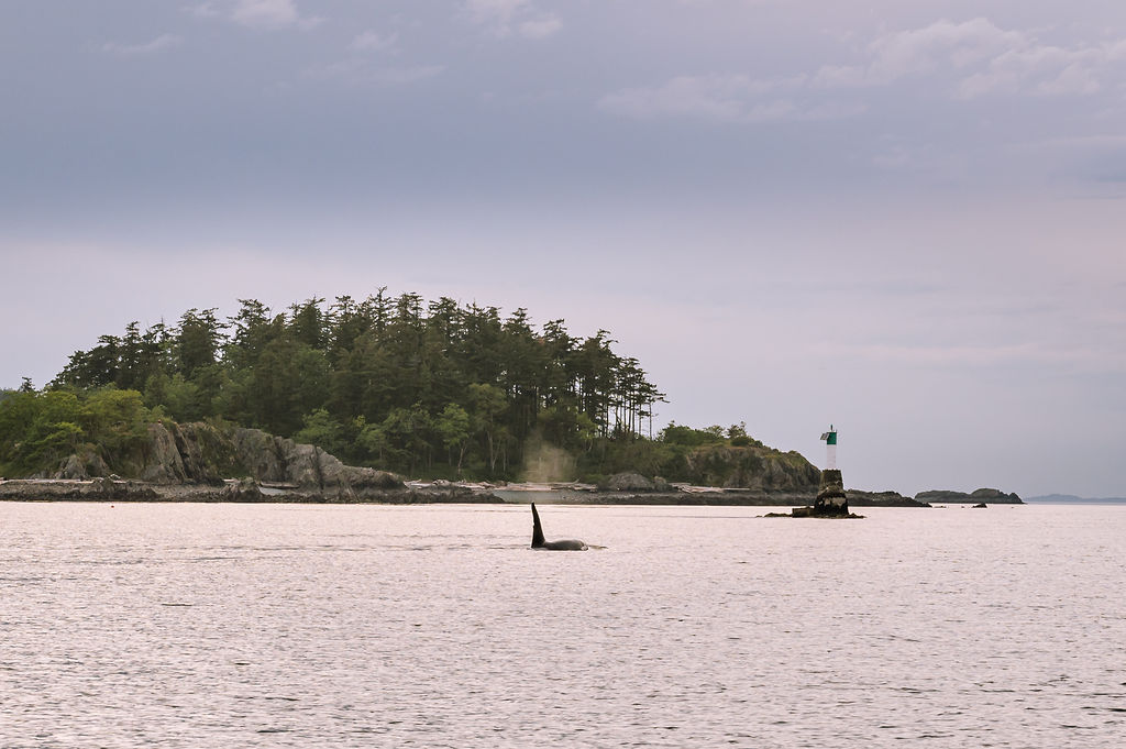 AHOY Nanaimo Pipers Lagoon Driftwood Photography DSC 1518 web 1080 - See It to Believe It: A Visual Circle Tour to Desolation Sound from Nanaimo, BC