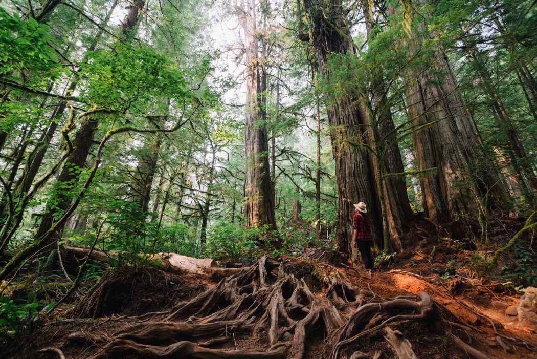 Medium 2400px 92665 - Itinerary: From US Waters to East and West Vancouver Island